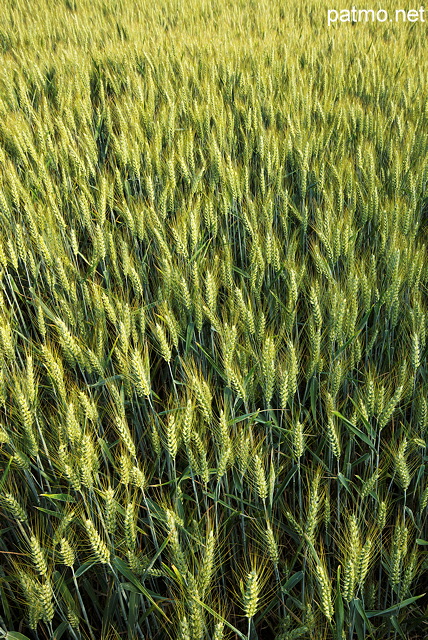 Photographie d'épis de blé dans un champ en Haute Savoie
