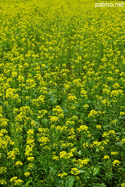 Image de fleurs dans un champ de colza