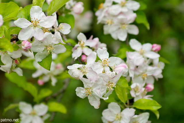 Photo de fleurs de pommiers au printemps