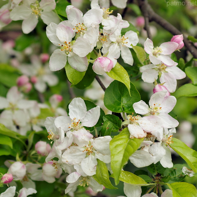 Photographie de fleurs de pommier au printemps