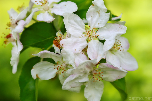 Photo de fleurs de pommier au printemps