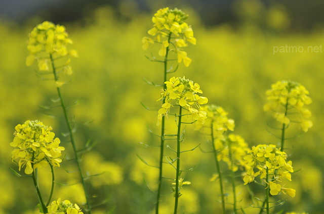 Photographie de fleurs de colza en automne