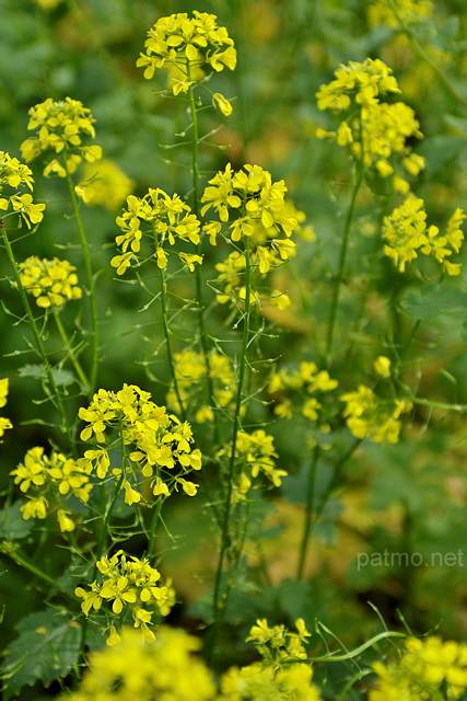 Photo de fleurs de colza en Haute Savoie