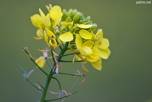 Photo d'une fleur de colza