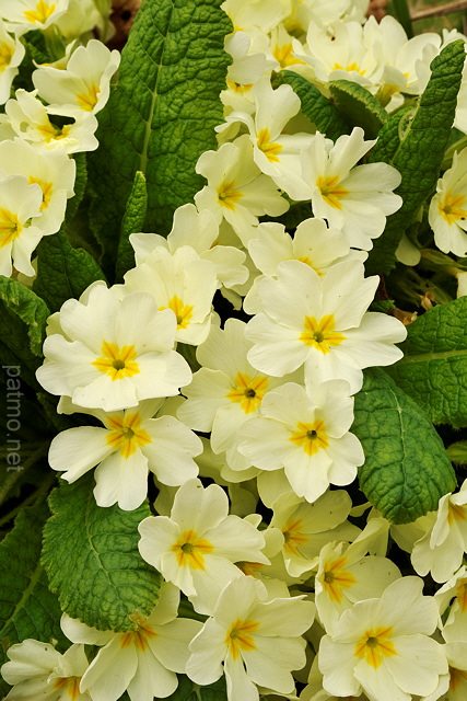 Photographie de primevres en fleurs