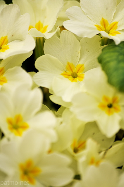 Photo de fleurs de primevres