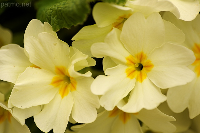 Photographie de fleurs de primevres