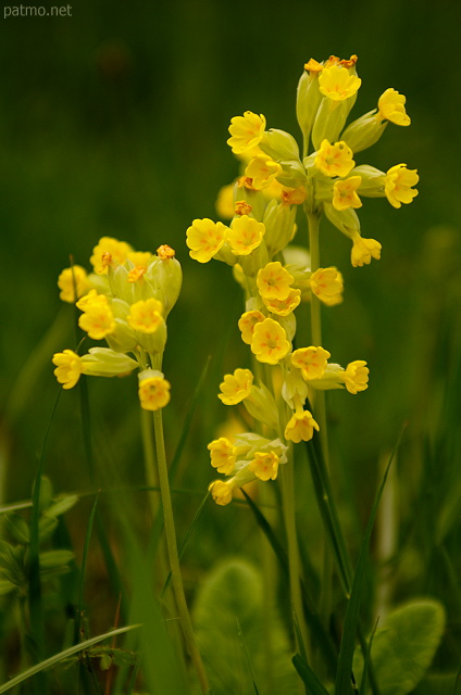 Photo de fleurs de Coucou ou Primula Veris au printemps