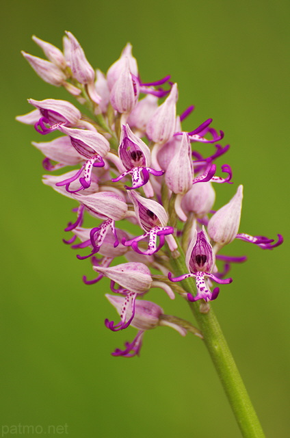 Photo de fleur d'orchide
