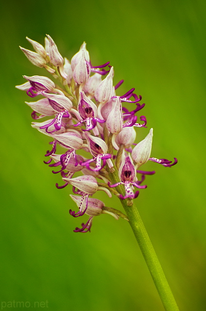 Image d'orchide