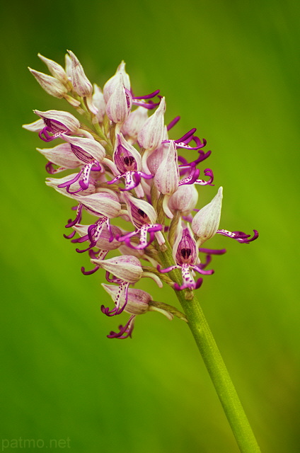 Image d'orchide
