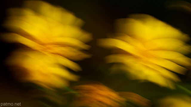 Photo de fleurs de pissenlits au printemps