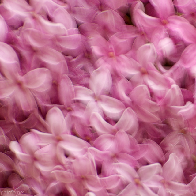 Photo de fleurs de lilas