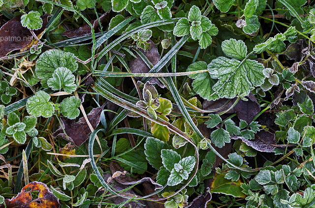 Image de la petite vgtation givre en automne