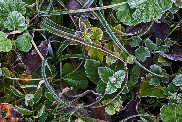 Photo d'herbes et de plantes givres un matin d'automne