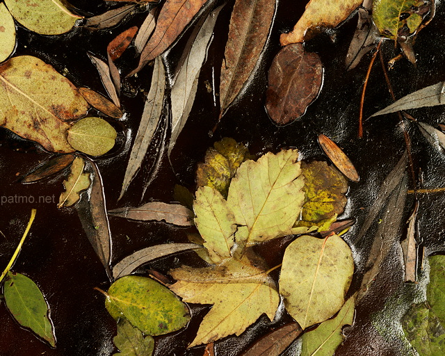 Photographie de feuilles d'automne prises dans la glace