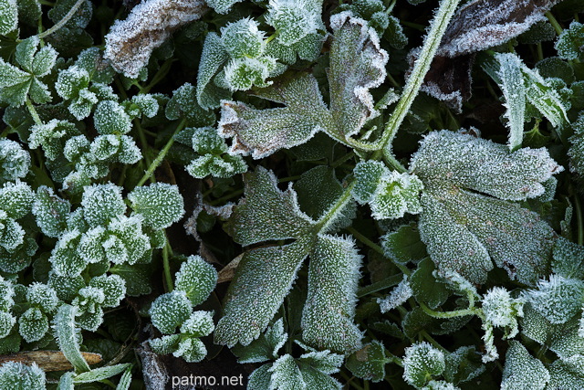 Photographie de cristaux de givres sur des plantes en automne