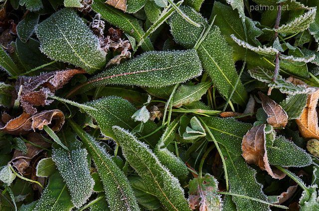 Image d'une gele matinale en automne