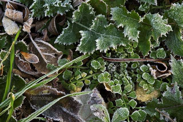 Photo du givre d'un matin d'automne sur les plantes