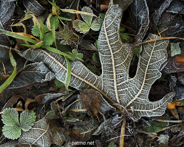 Image de feuilles d'automne givres