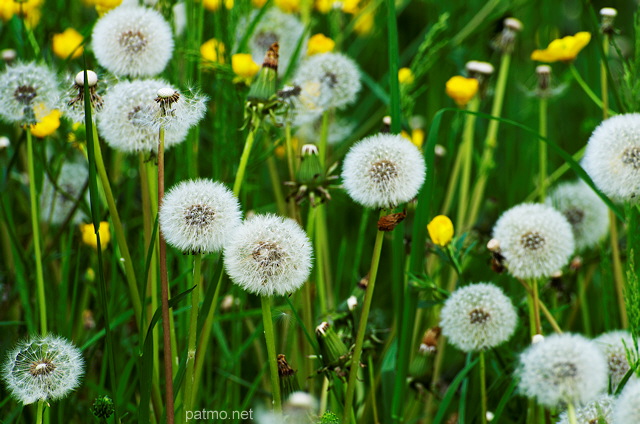 Photographie de pissenlits et de boutons d'or au printemps.