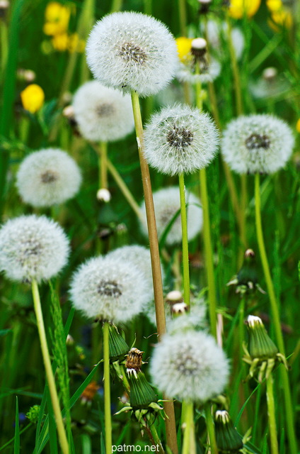 Photographie de pissenlits en fleurs