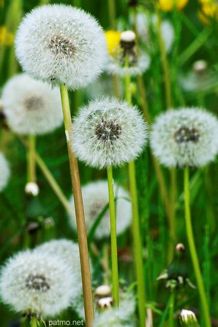 Image de fleurs de pissenlits