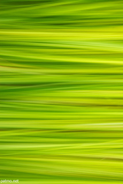 Photo d'herbes en t