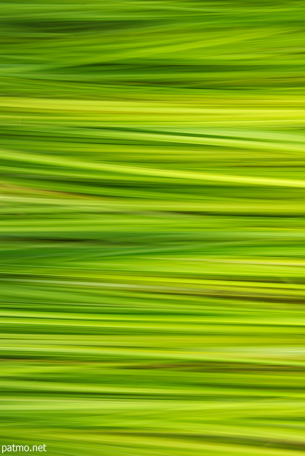 Image abstraite avec les lignes et les couleurs de l'herbe en t