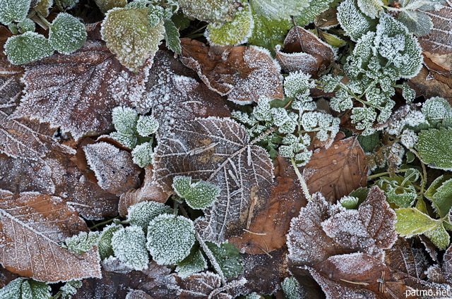 Photo de feuilles couvertes de givre un matin d'automne