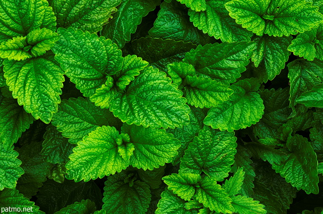 Image of green melissa leaves