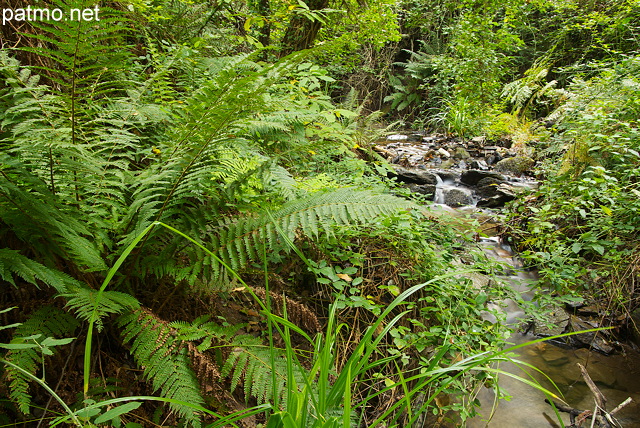 Photographie des berges du ruisseau de Vaubarnier dans le Massif des Maures