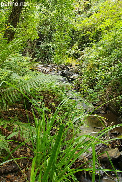 Photo des berges du ruisseau de Vaubarnier dans le Massif des Maures