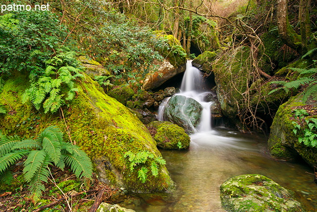 Image de cascades dans la fort de Haute Corse prs de Saparelle