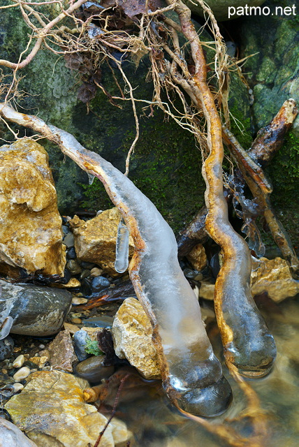 Photo de racines recouvertes de glace dans le ruisseau du Fornant - Haute Savoie