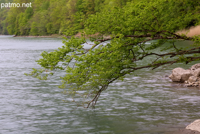 Photo de branches de printemps au dessus du Rhne prs d'Arcine en Haute Savoie