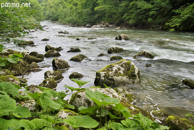 Photo de la vgtation luxuriante sur les bords de la rivire du Chran dans le Massif des Bauges