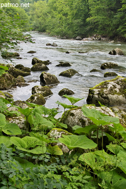 Image de la vgtation luxuriante sur les berges de la rivire du Chran en Haute Savoie