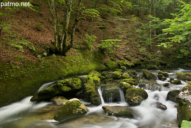 Image de la rivire de la Valserine cascadant  travers la fort du PNR du Haut Jura