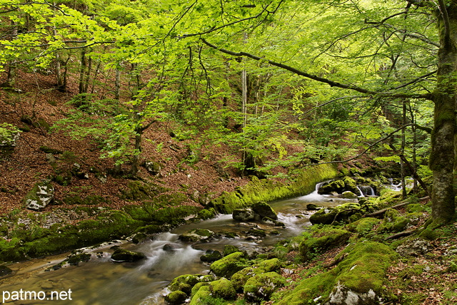 Photograph of Valserine forest and river in Haut Jura Natural Park