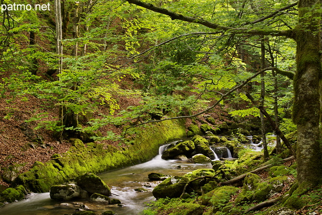 Photographie de la Valserine cascadant à travers la forêt du Parc Naturel Régional du Haut Jura