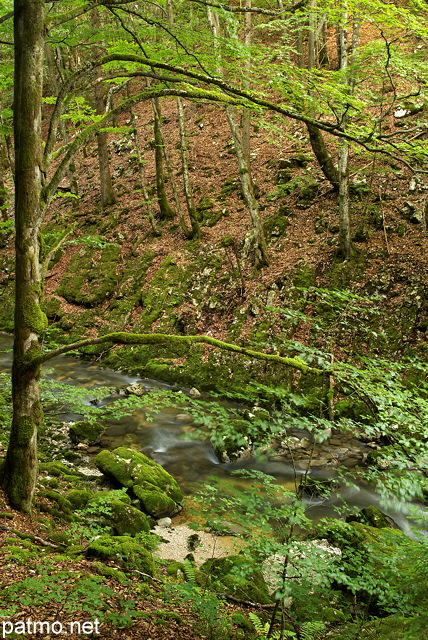 Photo de la rivire de la Valserine traversant la fort du PNR du Haut Jura