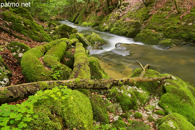 Photo de troncs et de rochers recouverts de mousse sur les bords de la Valserine