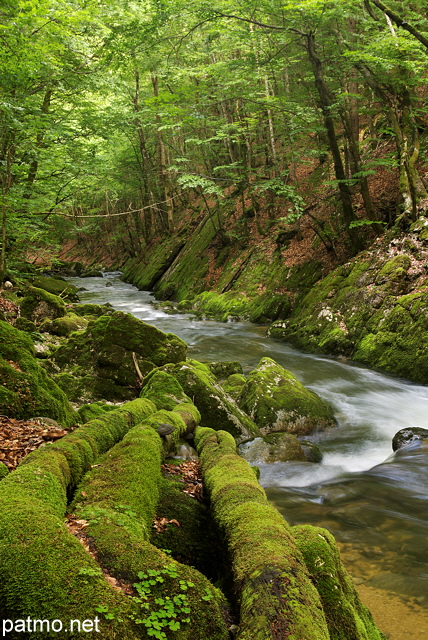 Image des bords de la Valserine au printemps dans la fort du PNR du Haut Jura