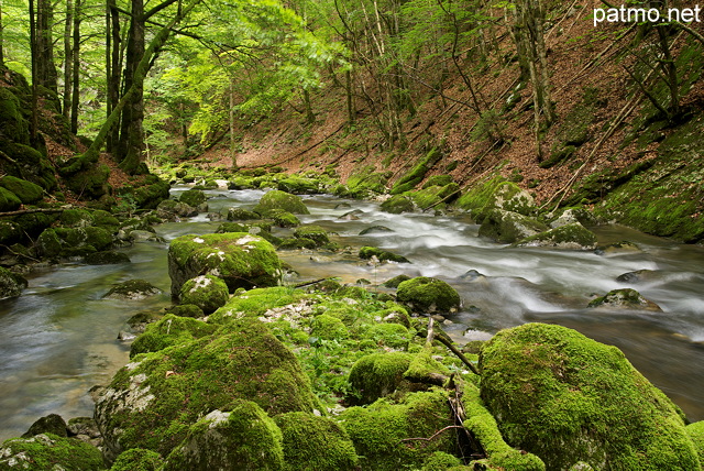 Image de la Valserine dans son lit au coeur de la fort du PNR du Haut Jura