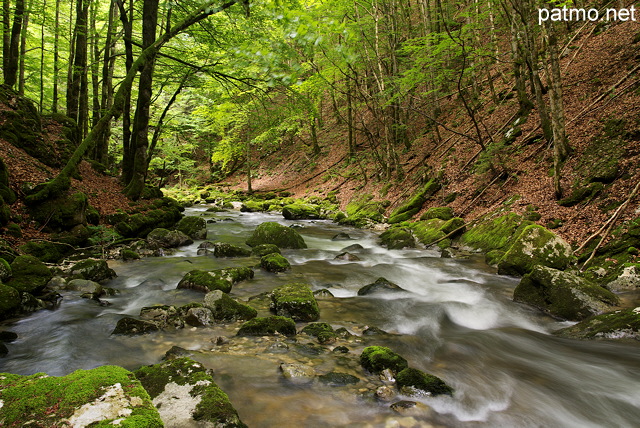 Photo de la rivire de la Valserine en sous bois dans la fort du PNR du Haut Jura