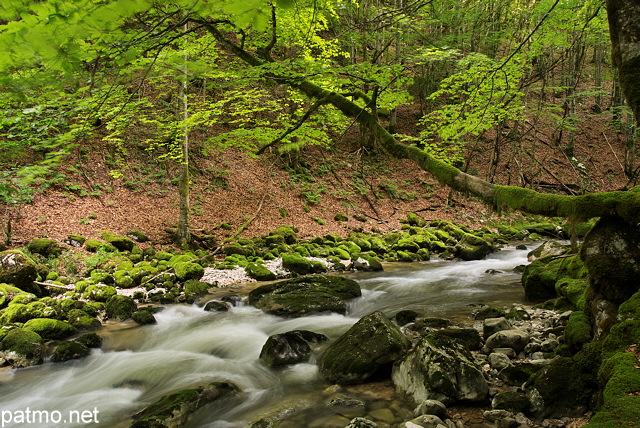 Photographie de la rivire de la Valserine  travers la fort du Parc Naturel Rgional du Haut Jura