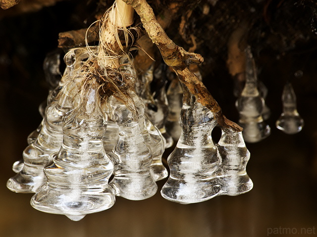 Photographie de stalactites de glace en forme de clochettes dans la rivire de la Valserine