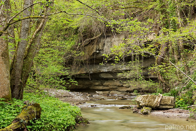 Photographie des bords de la rivire du Fornant au printemps