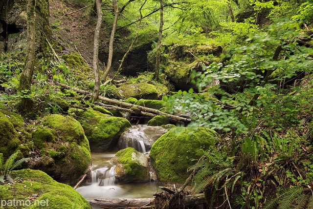 Image du ruisseau du Castran entour de vgtation luxuriante au printemps